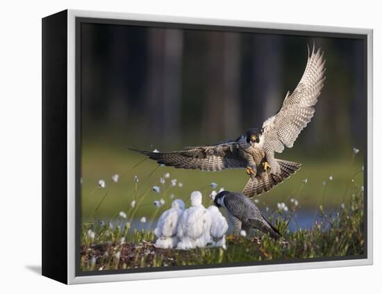 Peregrine falcon (Falco peregrinus) adult landing at nest with chicks, Vaala, Finland, June.-Markus Varesvuo-Framed Premier Image Canvas