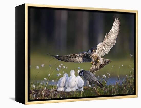 Peregrine falcon (Falco peregrinus) adult landing at nest with chicks, Vaala, Finland, June.-Markus Varesvuo-Framed Premier Image Canvas