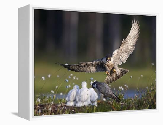 Peregrine falcon (Falco peregrinus) adult landing at nest with chicks, Vaala, Finland, June.-Markus Varesvuo-Framed Premier Image Canvas