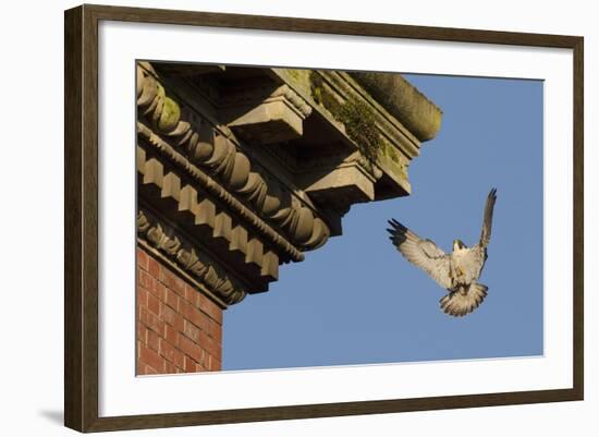 Peregrine Falcon (Falco Peregrinus), Adult Male Landing on Building. Bristol, UK. March-Sam Hobson-Framed Photographic Print