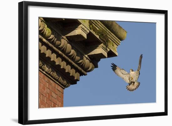 Peregrine Falcon (Falco Peregrinus), Adult Male Landing on Building. Bristol, UK. March-Sam Hobson-Framed Photographic Print