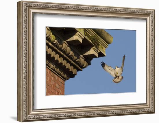 Peregrine Falcon (Falco Peregrinus), Adult Male Landing on Building. Bristol, UK. March-Sam Hobson-Framed Photographic Print