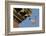 Peregrine Falcon (Falco Peregrinus), Adult Male Landing on Building. Bristol, UK. March-Sam Hobson-Framed Photographic Print