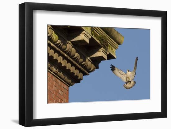 Peregrine Falcon (Falco Peregrinus), Adult Male Landing on Building. Bristol, UK. March-Sam Hobson-Framed Photographic Print