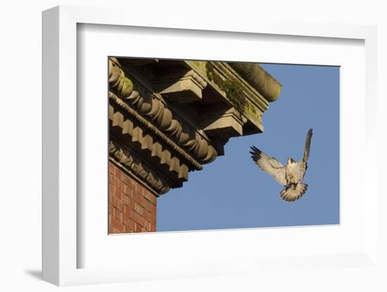 Peregrine Falcon (Falco Peregrinus), Adult Male Landing on Building. Bristol, UK. March-Sam Hobson-Framed Photographic Print