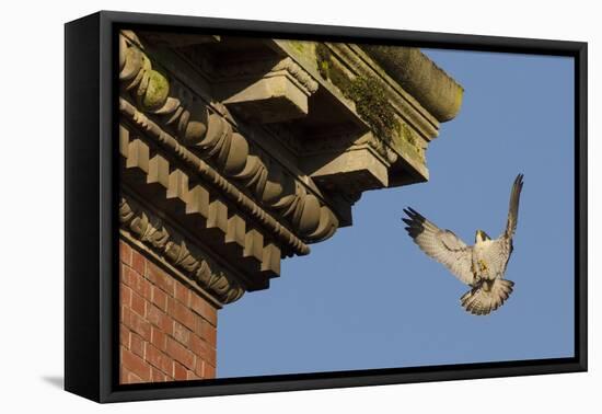 Peregrine Falcon (Falco Peregrinus), Adult Male Landing on Building. Bristol, UK. March-Sam Hobson-Framed Premier Image Canvas