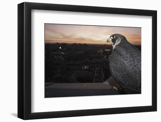 Peregrine Falcon (Falco Peregrinus) Captive-Florian Mã¶Llers-Framed Photographic Print