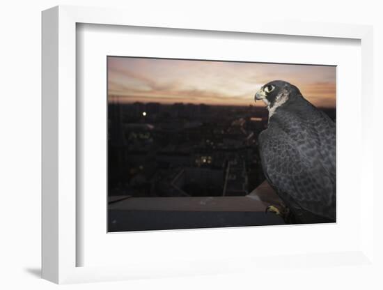 Peregrine Falcon (Falco Peregrinus) Captive-Florian Mã¶Llers-Framed Photographic Print