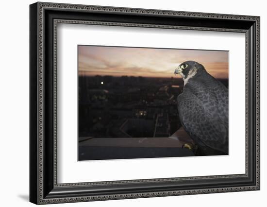 Peregrine Falcon (Falco Peregrinus) Captive-Florian Mã¶Llers-Framed Photographic Print