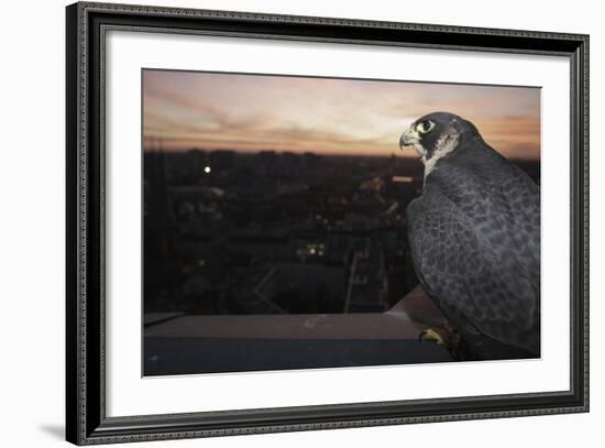 Peregrine Falcon (Falco Peregrinus) Captive-Florian Mã¶Llers-Framed Photographic Print