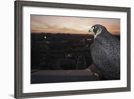 Peregrine Falcon (Falco Peregrinus) Captive-Florian Mã¶Llers-Framed Photographic Print