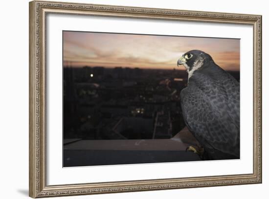 Peregrine Falcon (Falco Peregrinus) Captive-Florian Mã¶Llers-Framed Photographic Print