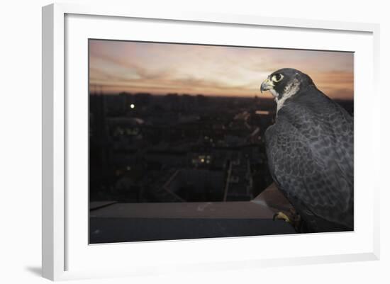 Peregrine Falcon (Falco Peregrinus) Captive-Florian Mã¶Llers-Framed Photographic Print