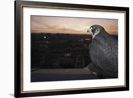 Peregrine Falcon (Falco Peregrinus) Captive-Florian Mã¶Llers-Framed Photographic Print