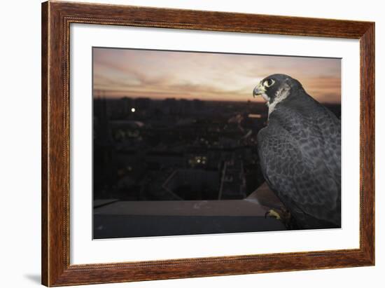 Peregrine Falcon (Falco Peregrinus) Captive-Florian Mã¶Llers-Framed Photographic Print