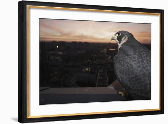 Peregrine Falcon (Falco Peregrinus) Captive-Florian Mã¶Llers-Framed Photographic Print