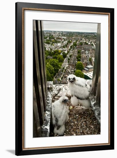 Peregrine Falcon (Falco Peregrinus) Chicks At Nest On Building, London, England-Bertie Gregory-Framed Photographic Print
