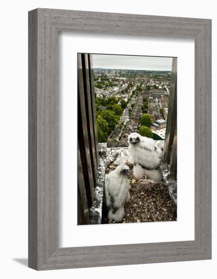 Peregrine Falcon (Falco Peregrinus) Chicks At Nest On Building, London, England-Bertie Gregory-Framed Photographic Print