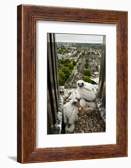 Peregrine Falcon (Falco Peregrinus) Chicks At Nest On Building, London, England-Bertie Gregory-Framed Photographic Print