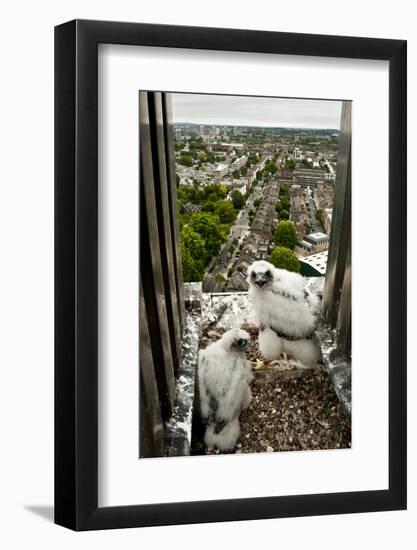 Peregrine Falcon (Falco Peregrinus) Chicks At Nest On Building, London, England-Bertie Gregory-Framed Photographic Print