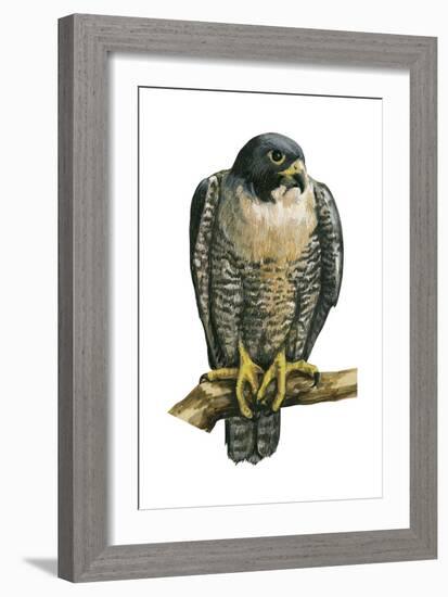 Peregrine Falcon (Falco Peregrinus), Duck Hawk, Birds-Encyclopaedia Britannica-Framed Art Print