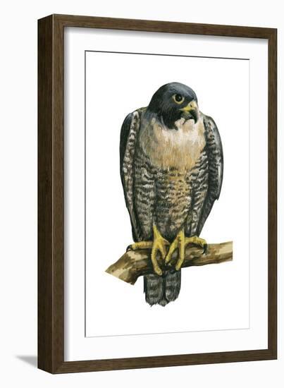 Peregrine Falcon (Falco Peregrinus), Duck Hawk, Birds-Encyclopaedia Britannica-Framed Art Print