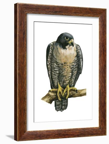 Peregrine Falcon (Falco Peregrinus), Duck Hawk, Birds-Encyclopaedia Britannica-Framed Art Print