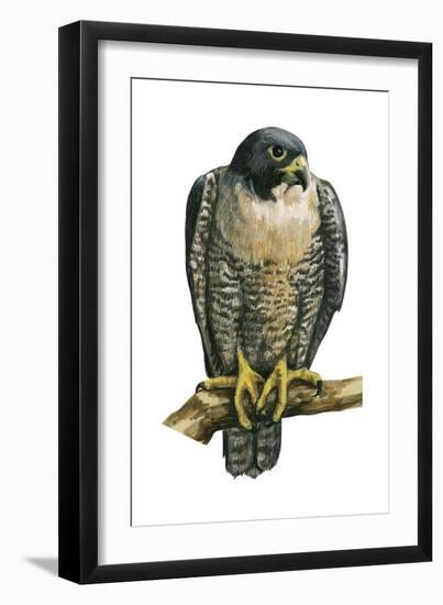 Peregrine Falcon (Falco Peregrinus), Duck Hawk, Birds-Encyclopaedia Britannica-Framed Art Print