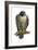 Peregrine Falcon (Falco Peregrinus), Duck Hawk, Birds-Encyclopaedia Britannica-Framed Art Print