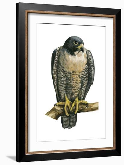 Peregrine Falcon (Falco Peregrinus), Duck Hawk, Birds-Encyclopaedia Britannica-Framed Art Print