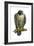 Peregrine Falcon (Falco Peregrinus), Duck Hawk, Birds-Encyclopaedia Britannica-Framed Art Print