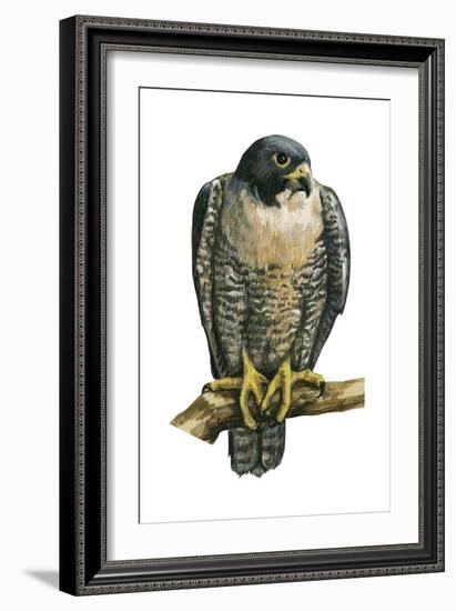 Peregrine Falcon (Falco Peregrinus), Duck Hawk, Birds-Encyclopaedia Britannica-Framed Art Print