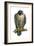 Peregrine Falcon (Falco Peregrinus), Duck Hawk, Birds-Encyclopaedia Britannica-Framed Art Print