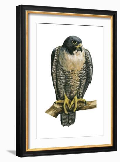 Peregrine Falcon (Falco Peregrinus), Duck Hawk, Birds-Encyclopaedia Britannica-Framed Art Print