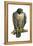 Peregrine Falcon (Falco Peregrinus), Duck Hawk, Birds-Encyclopaedia Britannica-Framed Stretched Canvas