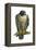 Peregrine Falcon (Falco Peregrinus), Duck Hawk, Birds-Encyclopaedia Britannica-Framed Stretched Canvas