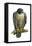Peregrine Falcon (Falco Peregrinus), Duck Hawk, Birds-Encyclopaedia Britannica-Framed Stretched Canvas