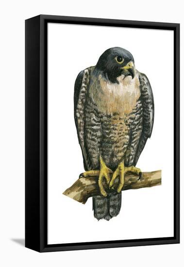 Peregrine Falcon (Falco Peregrinus), Duck Hawk, Birds-Encyclopaedia Britannica-Framed Stretched Canvas