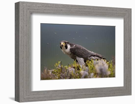 Peregrine Falcon (Falco Peregrinus) Feeding On Wood Pigeon With Flies Buzzing Around-Peter Cairns-Framed Photographic Print