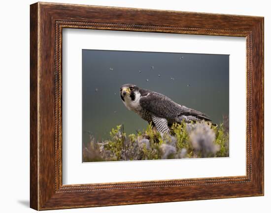 Peregrine Falcon (Falco Peregrinus) Feeding On Wood Pigeon With Flies Buzzing Around-Peter Cairns-Framed Photographic Print