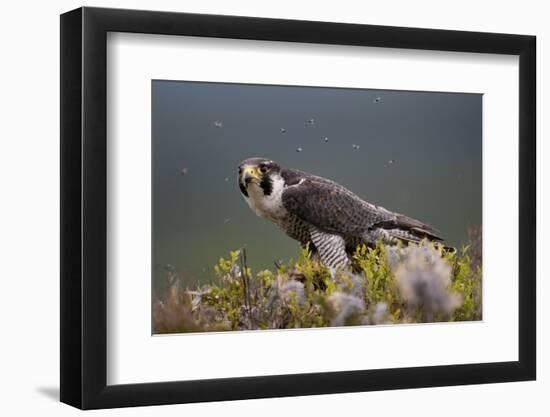 Peregrine Falcon (Falco Peregrinus) Feeding On Wood Pigeon With Flies Buzzing Around-Peter Cairns-Framed Photographic Print