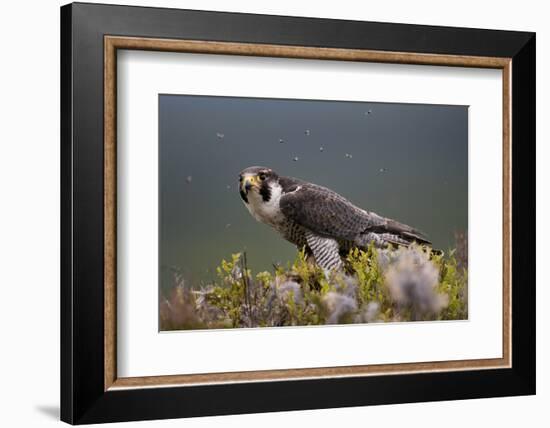 Peregrine Falcon (Falco Peregrinus) Feeding On Wood Pigeon With Flies Buzzing Around-Peter Cairns-Framed Photographic Print