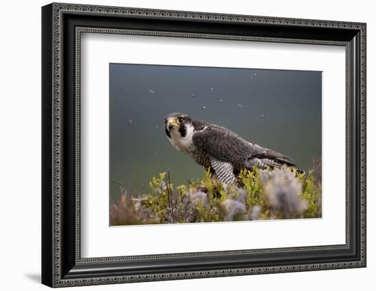 Peregrine Falcon (Falco Peregrinus) Feeding On Wood Pigeon With Flies Buzzing Around-Peter Cairns-Framed Photographic Print