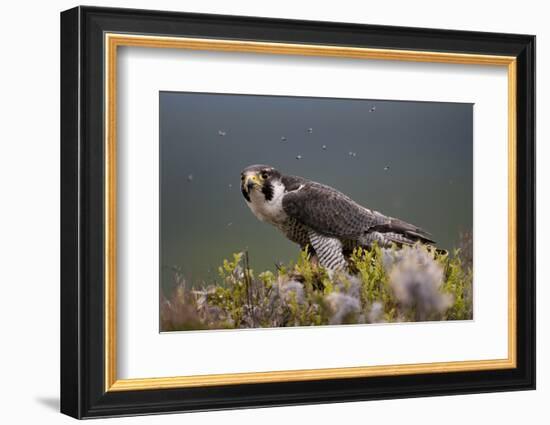 Peregrine Falcon (Falco Peregrinus) Feeding On Wood Pigeon With Flies Buzzing Around-Peter Cairns-Framed Photographic Print