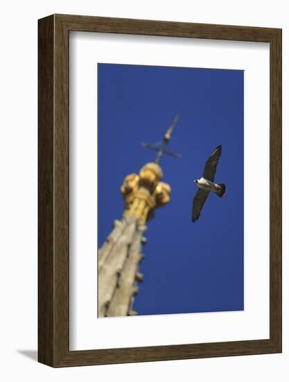 Peregrine Falcon (Falco Peregrinus) Flying Past Spire, Norwich Cathedral, Norfolk, UK, June-Robin Chittenden-Framed Photographic Print