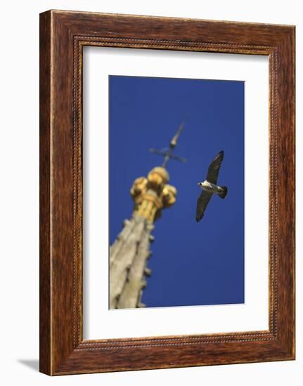 Peregrine Falcon (Falco Peregrinus) Flying Past Spire, Norwich Cathedral, Norfolk, UK, June-Robin Chittenden-Framed Photographic Print