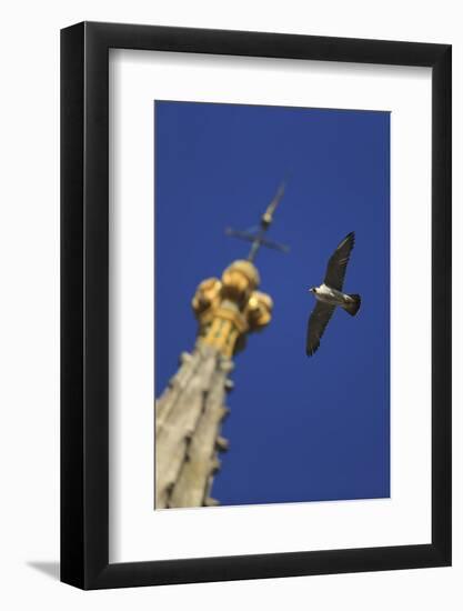 Peregrine Falcon (Falco Peregrinus) Flying Past Spire, Norwich Cathedral, Norfolk, UK, June-Robin Chittenden-Framed Photographic Print