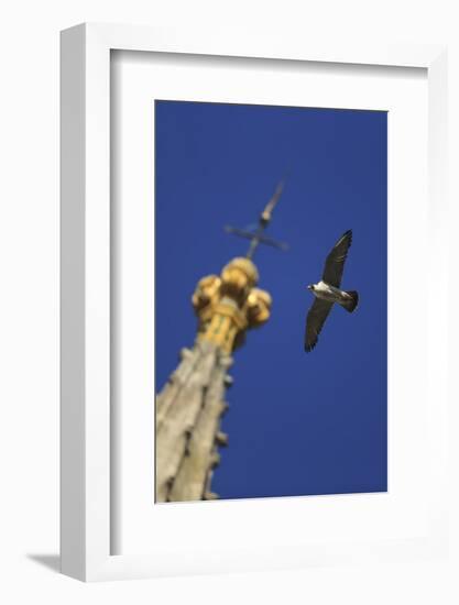 Peregrine Falcon (Falco Peregrinus) Flying Past Spire, Norwich Cathedral, Norfolk, UK, June-Robin Chittenden-Framed Photographic Print