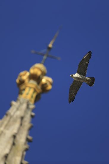 Peregrine Falcon Falco Peregrinus Flying Past Spire Norwich Cathedral Norfolk Uk June Photographic Print By Robin Chittenden Artcom