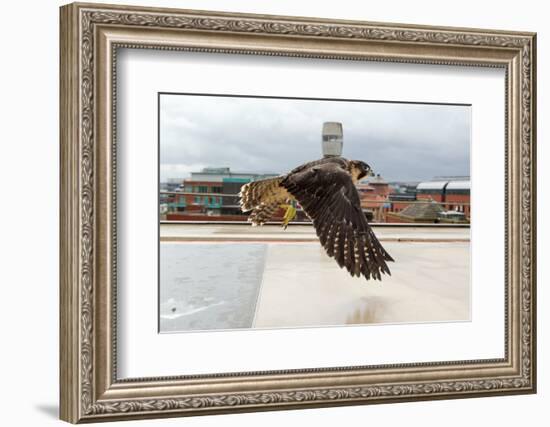 Peregrine Falcon (Falco Peregrinus) In Flight Over Roof Top, Bristol, England, UK-Bertie Gregory-Framed Photographic Print